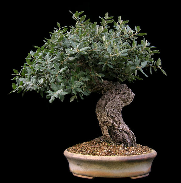 Bonsai - Webseite von Putz W.