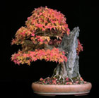 Acer buergerianum - DREISPITZAHORN