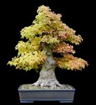 Acer buergerianum - DREISPITZAHORN