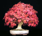 Acer palmatum - FCHERAHRON