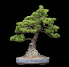 Pinus pentaphylla - MÄDCHENKIEFER