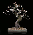Prunus mume - JAPAN. APRIKOSE