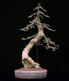 Larix decidua - L�RCHE