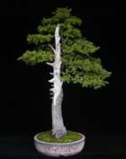 Picea abies - FICHTE
