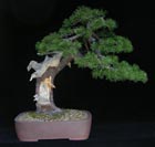 Pinus mugo - BERGKIEFER