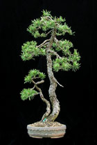 Pinus uncinata - HAKENKIEFER