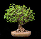 Ulmus japonica - ULME