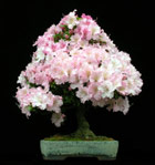 Azalea indicum - SATSUKI-AZALEE