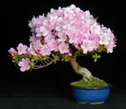 Azalea kiusianum - AZALEE