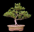 Betula nana - ZWERGBIRKE