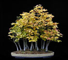 Fagus silvatica - ROTBUCHE