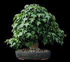 Viburnum tomentosum - SCHNEEBALL