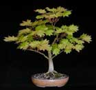 Acer japonicum Aureum - GOLDAHORN