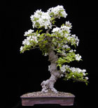 Malus halliana - ZIERAPFEL