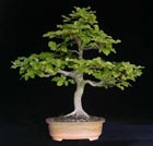 Fagus silvatica - ROTBUCHE