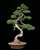 Juniperus chinensis - CHIN. WACHOLDER