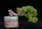 Pinus mugo - BERGKIEFER