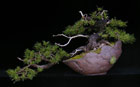 Pinus mugo - BERFKIEFER