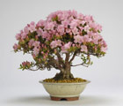 Azalea kyusianum - AZALEE