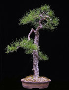 Pinus sylvestris - WALDKIEFER