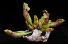 Sarracenia purpurea - KANNENPFLANZE