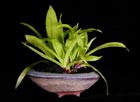 Carex plantagineum - SEGGE