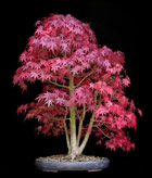 Acer palmatum - FCHERAHRON