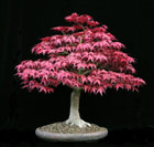 Acer palmatum Deshojo - FCHERAHRON
