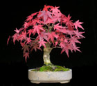 Acer palmatum - FCHERAHRON