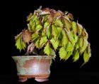 Parthenocissus quinquefolia - WILDER WEIN