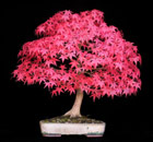 Acer palmatum - FCHERAHORN